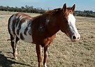 Lacy - Mare in Adairsville, GA