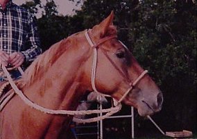 Paint (Paint, Mare) in Decatur, TX