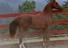 Morgan - Horse for Sale in Caddo Mills, TX 75135
