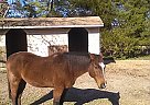 Quarter Horse - Horse for Sale in Poquoson, VA 23662