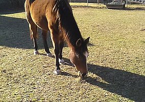 Quarter Horse (Quarter Horse, Gelding) in Poquoson, VA