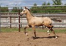 Akhal Teke - Horse for Sale in Dubna, 141980 Akhal Teke - Horse for Sale in Dubna, 141980