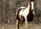 Glory - Mare in Bloomfield, IN Glory - Mare in Bloomfield, IN