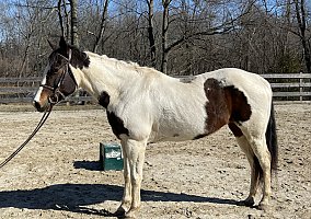 Paint (Paint, Mare) in Glenmoore, PA