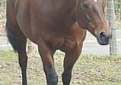 Quarter Horse - Horse for Sale in Waverly, NY 14892