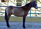 Andalusian - Horse for Sale in Canyon Country, CA 91387