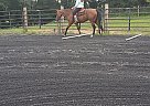 Paint - Horse for Sale in scotrun, PA 18355 Paint - Horse for Sale in scotrun, PA 18355