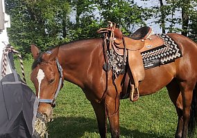 Paint (Paint, Gelding) in Scotrun, PA