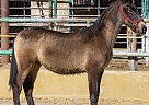 Andalusian - Horse for Sale in CANYON COUNTRY, CA 91387