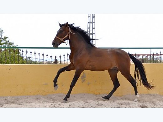 Stallion Purebred Spanish (P.R.E)  Andalusian  /  Huracan CH
