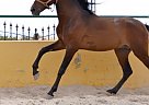 Andalusian - Horse for Sale in Alicante,  03296