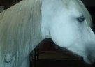 Morab Mare for Sale in Otter Lake, Michigan Morab Mare for Sale in Otter Lake, Michigan