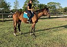 Penelope - Mare in Palm Coast, FL Penelope - Mare in Palm Coast, FL