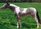 World Champion Bloodlines Miniature Stallion