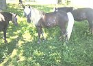 Curry's Lady Jane Miniature Mare