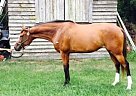Awesome Dressage Prospect Thoroughbred Mare