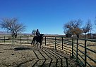 Dressage Project Horse for Sale Thoroughbred Gelding