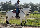 Andalusian - Horse for Sale in , CA 93308