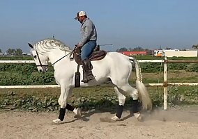 Andalusian / PRE (Andalusian / PRE, Stallion) in CA