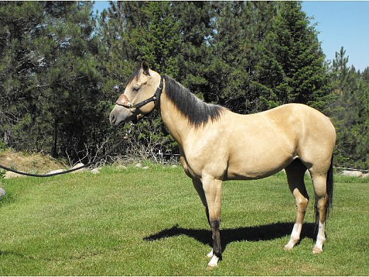 Beautiful Buttermilk Buckskin