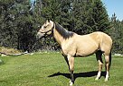 Paint - Horse for Sale in Sedro-Woolley, WA 98284 Paint - Horse for Sale in Sedro-Woolley, WA 98284