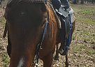 Quarter Horse - Horse for Sale in Bryant, AR 72002