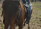 Quarter Horse - Horse for Sale in Bryant, AR 72002 Quarter Horse - Horse for Sale in Bryant, AR 72002