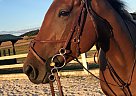 Coach Meyer - Gelding in Manchester, MD Coach Meyer - Gelding in Manchester, MD