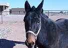 Leroy Brown - Gelding in Morristown, AZ Leroy Brown - Gelding in Morristown, AZ