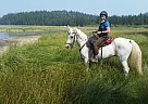 Alano - Gelding in Bend, OR Alano - Gelding in Bend, OR