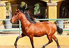 Andalusian - Horse for Sale in CANYON COUNTRY, CA 91387