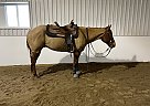 Quarter Horse - Horse for Sale in Acton, ON L7J 2M2 Quarter Horse - Horse for Sale in Acton, ON L7J 2M2