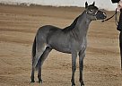 Miniature - Horse for Sale in , CA Miniature - Horse for Sale in , CA