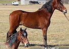 Tennessee Walking - Horse for Sale in HUSTONVILLE, KY 40437