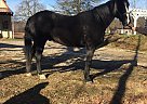 Quarter Horse Gelding for Sale in Conneaut, Ohio Quarter Horse Gelding for Sale in Conneaut, Ohio