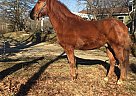 Morgan Gelding for Sale in Conneaut, Ohio Morgan Gelding for Sale in Conneaut, Ohio
