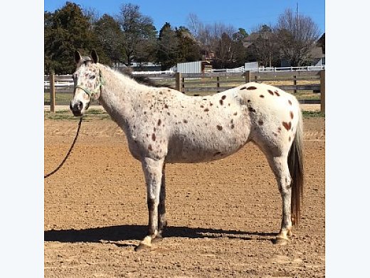 2001 Appaloosa Mare
