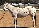 Appaloosa - Horse for Sale in Fayettevile, AR 72703