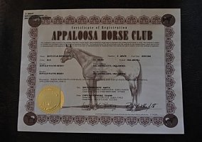 Appaloosa (Appaloosa, Mare) in Fayettevile, AR