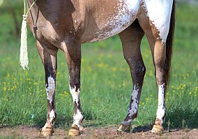 Appaloosa (Appaloosa, Gelding)