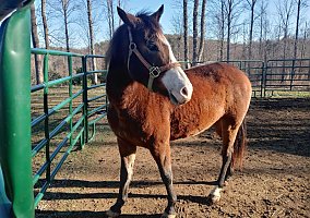 Arabian (Arabian, Mare) in Ripley, WV