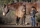 Quarter Horse - Horse for Sale in Larkspur, CO 80118