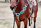 Quarter Horse - Horse for Sale in Coweta, OK 74429