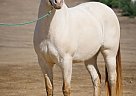 Andalusian - Horse for Sale in CANYON COUNTRY, CA 91387