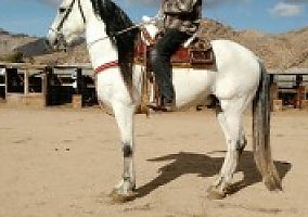 Historiador (Andalusian / PRE, Stallion) in Apple Valley, CA