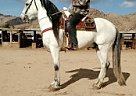 Andalusian - Horse for Sale in Apple Valley, CA 92307