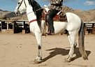 Andalusian - Horse for Sale in Apple Valley, CA 92307 Andalusian - Horse for Sale in Apple Valley, CA 92307