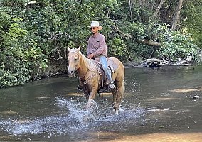 Quarter Horse (Quarter Horse, Gelding)