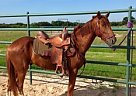  - Gelding in Youngstown, OH