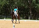 Talented Dressage Horse - Hunter... Thoroughbred Gelding